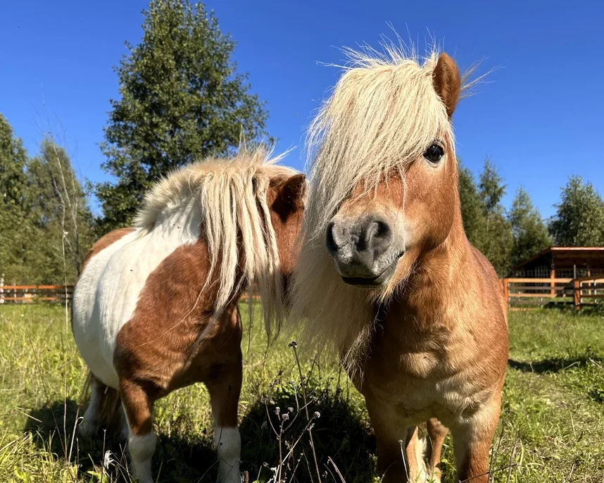 Фото Эко-ферма Тишь да Крышь - Зоопарки / Фермы / Океонариумы в Москве | Досугатор